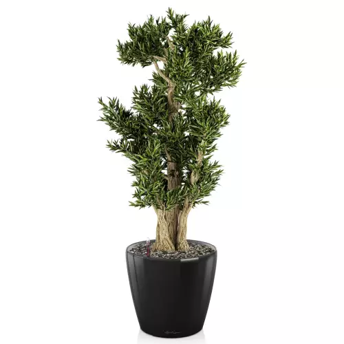 Drzewko bonsai w czarnej donicy Lechuza Classico LS 43