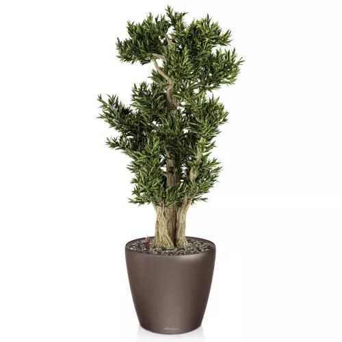 Drzewko bonsai w donicy Lechuza Classico LS 43 espresso