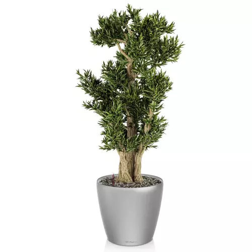 Drzewko bonsai w srebrnej donicy Lechuza Classico LS 43