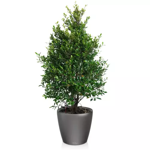 Fikus w antracytowej donicy Lechuza Classico LS 50