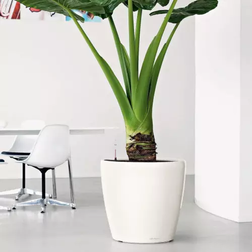 Biała donica Lechuza Classico LS 50