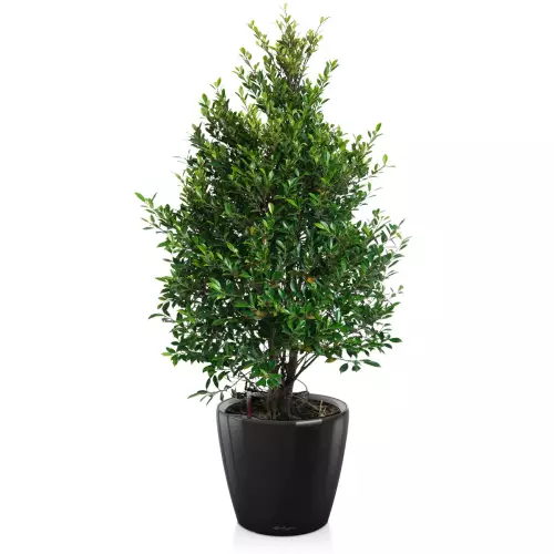 Fikus w czarnej donicy Lechuza Classico LS 50