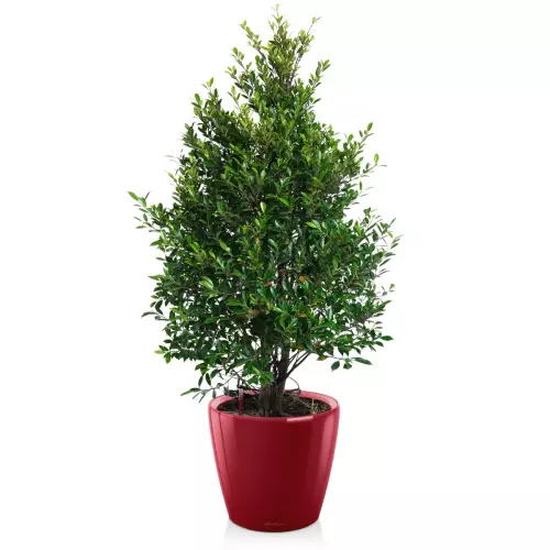 Fikus w czerwonej donicy Lechuza Classico LS 50