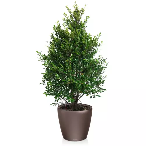 Fikus w donicy Lechuza Classico LS 50 espresso