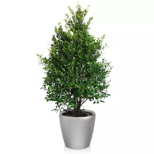 Fikus w srebrnej donicy Lechuza Classico LS 50