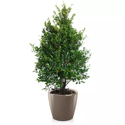 Fikus w donicy Lechuza Classico LS 50 taupe