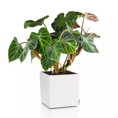 Donica Lechuza CUBE Color 30 w kolorze białym