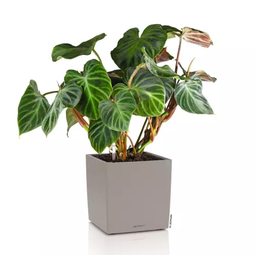 Donica Lechuza CUBE Color 30 w kolorze piaskowy brąz