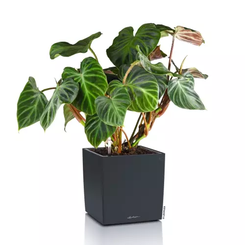 Doniczka Lechuza CUBE Color 30 w kolorze szary łupek