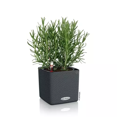 Doniczka Lechuza CUBE Color szary z bazylią