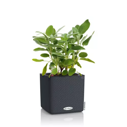 Doniczka na zioła CUBE Color 14&16 z szałwią