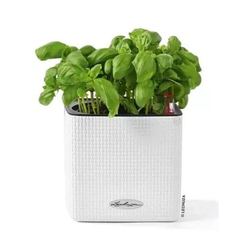 Doniczka Lechuza CUBE Color 14 biały z bazylią