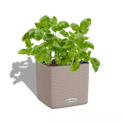 Doniczka Lechuza CUBE Color 14 piaskowy brąz z bazylią