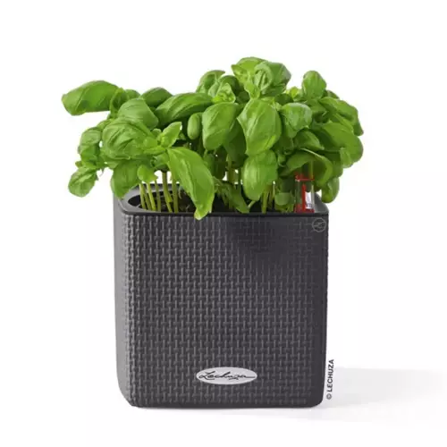 Doniczka Lechuza CUBE Color szary łupek z bazylią