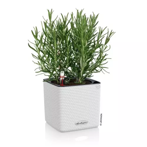 Doniczka Lechuza CUBE Color 16 biały z rozmarynem