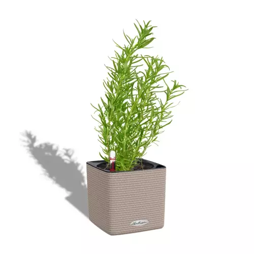 Doniczka Lechuza CUBE Color 16 piaskowy brąz z rozmarynem