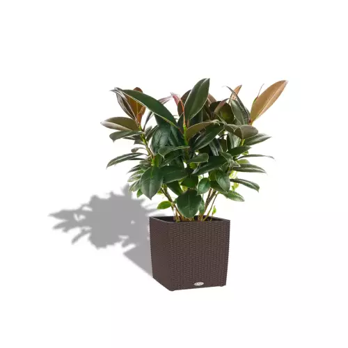 Figowiec sprężysty w donicy Lechuza Cube Cottage 30 mokka