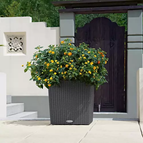 Bylina kwitnąca w donicy Cube Cottage 40 w kolorze granitowym