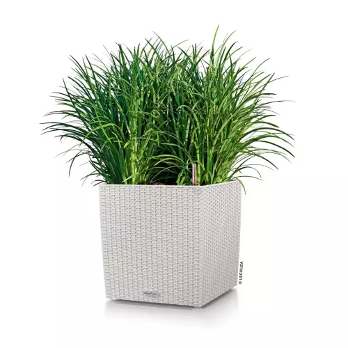 Trawy w jasno-szarej donicy Lechuza Cube Cottage 40