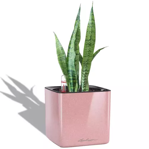 Sansevieria w kaszmirowej donicy Lechuza Cube Glossy 14