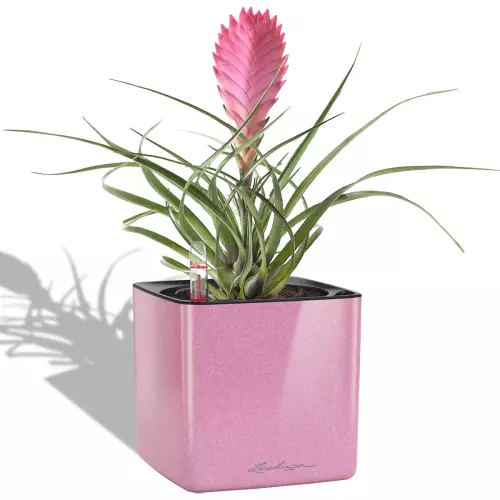 Bromelia w landrynkowej donicy Lechuza Cube Glossy 14