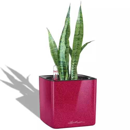 Sansevieria w wiśniowej donicy Lechuza Cube Glossy 14