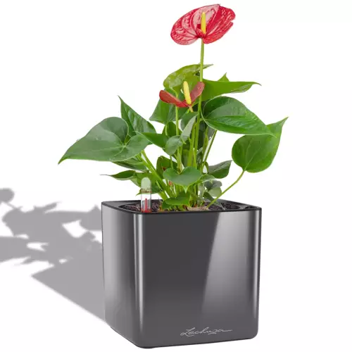 Anthurium w antracytowej donicy Lechuza Cube Glossy 16