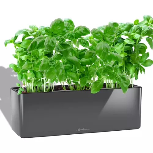 Zioła w antracytowej donicy Lechuza Cube Glossy Triple