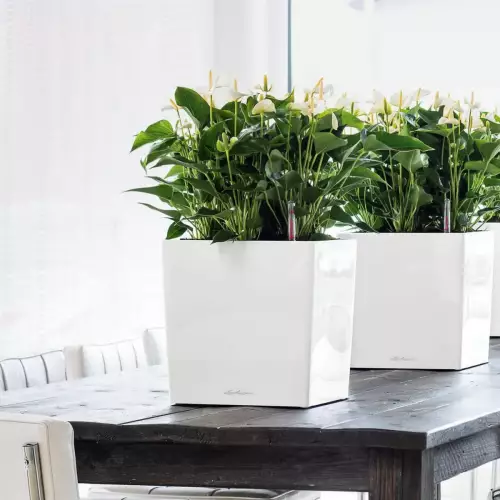 Donice CUBE Premium w kolorze biały połysk na stole