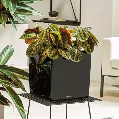Calathea w czarnej donicy Lechuza CUBE Premium 30