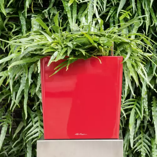 Donica Lechuza CUBE Premium 30 w kolorze czerwony scarlet
