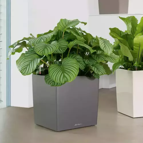 Calathea w antracytowej donicy Lechuza CUBE Premium 40