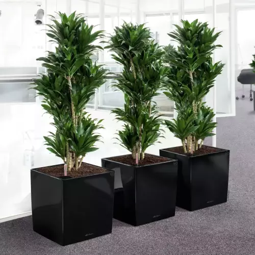 Donice CUBE Premium w kolorze czarny połysk i draceny