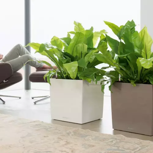 Języczniki w białej donicy Lechuza CUBE Premium 40