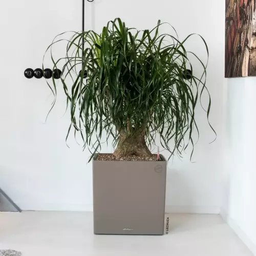 Donica CUBE Premium w kolorze taupe i Beaucarnea recurvata (noga słonia)