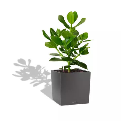 Clusia w antracytowej donicy Lechuza CUBE Premium 30