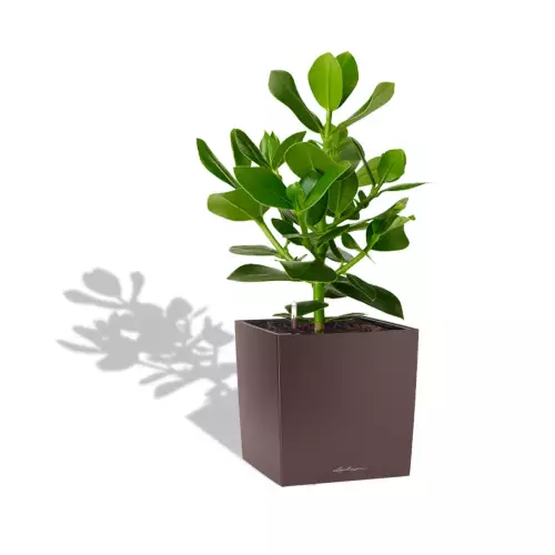 Clusia w brązowej donicy Lechuza CUBE Premium 30