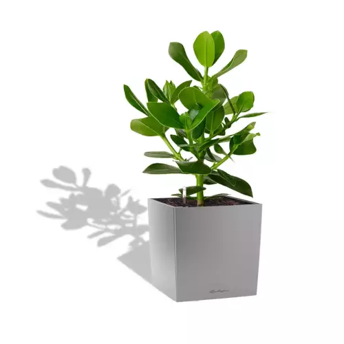 Clusia w srebrnej donicy Lechuza CUBE Premium 30