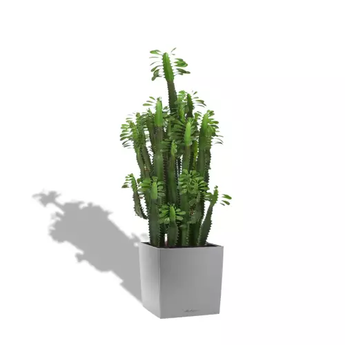 Kaktus w srebrnej donicy Lechuza CUBE Premium 50