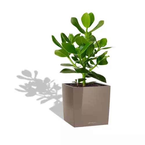 Clusia w szaro-brązowej donicy Lechuza CUBE Premium 30