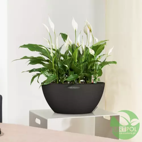 CUBETO Color w kolorze czarny grafit i skrzydłokwiat