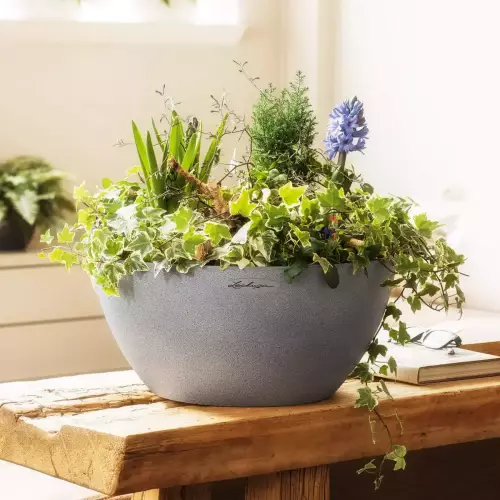 Kompozycja roślin w szarej donicy Lechuza Canto Stone 30