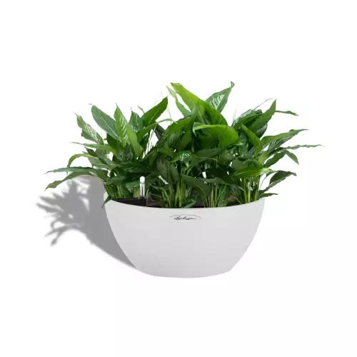 Skrzydłokwiat w białej donicy CUBETO Stone 40