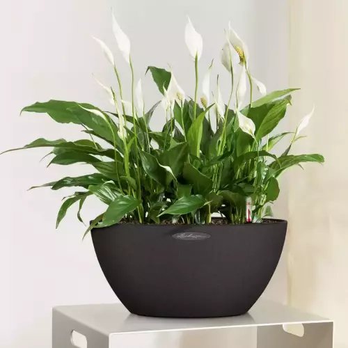 Skrzydłokwiat w grafitowej donicy Cubeto Stone 40