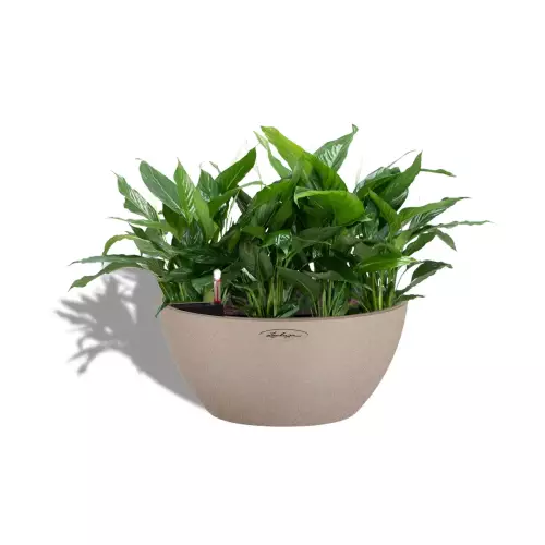 Skrzydłokwiat w beżowej donicy Lechuza CUBETO Stone 40