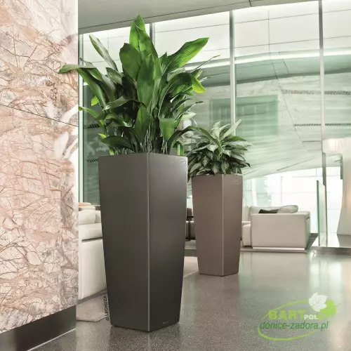 Skrzydłokwiat w antracytowej donicy CUBICO ALTO