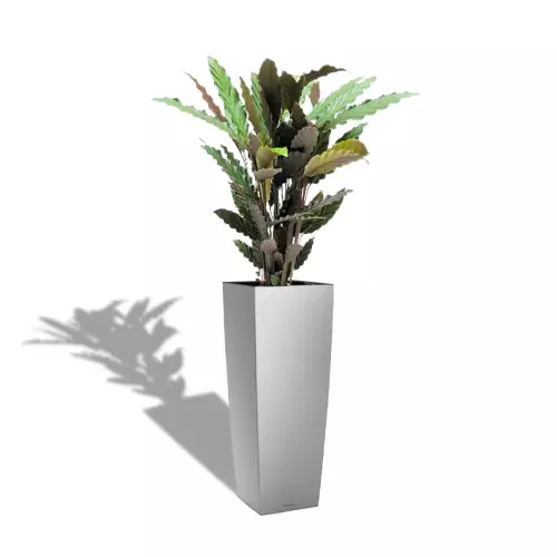 Calathea rufibarba w srebrnej donicy CUBICO ALTO
