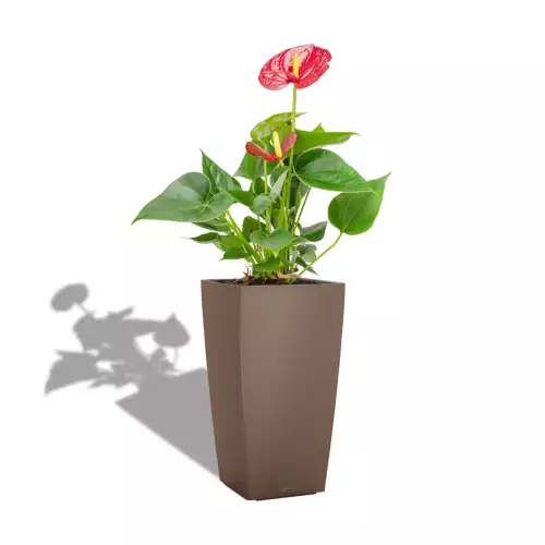 Anthurium w muszkatołowej donicy Lechuza CUBICO Color 22/22/41