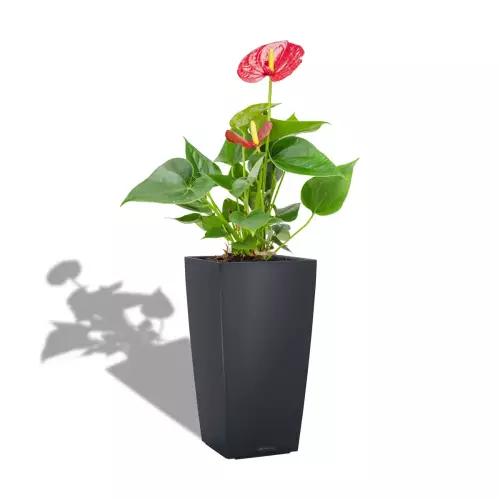 Anthurium w szarej donicy Lechuza CUBICO Color 22/22/41