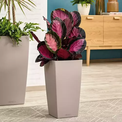 Kwiaty w brązowej donicy Cubico Color 30/30/56